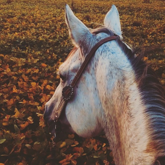 Meet your Posher, Lily - Picture 1 of 1